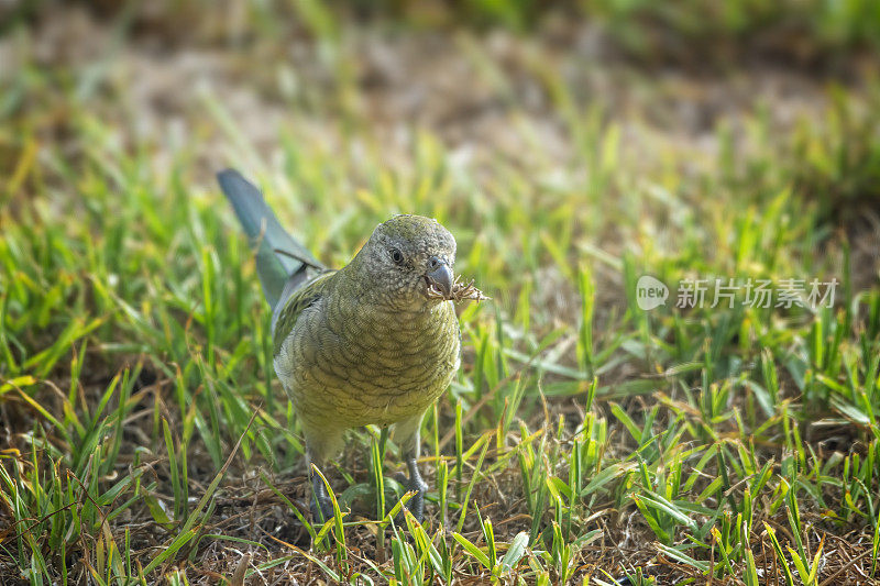 红作鹦鹉(Psephotus haematonotus)